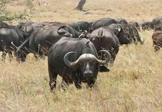 animaux gabon