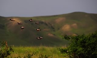 Oiseaux en vol avec collines azerbaïdjan