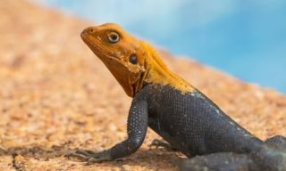 lézard côte d'Ivoire