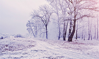 Arbres givrés et neige russie