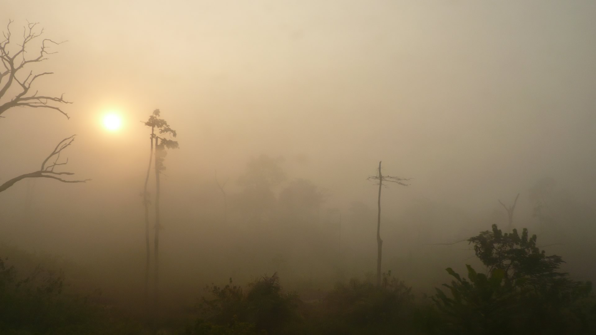 Nature avec brume Cameroun