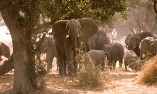 Eléphants Cameroun